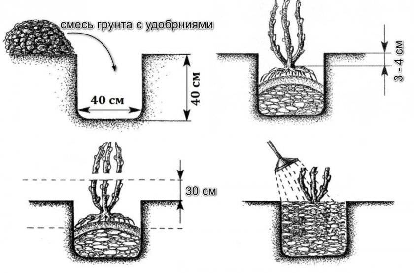 Схема посадки саженцев малины