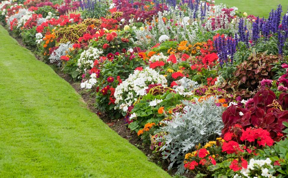 Бегония садовая — описание,особенности выращивания, посадка и уход