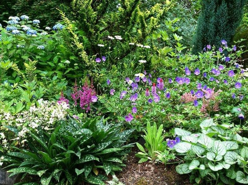 Десять лучших многолетних тенелюбивых растений и цветов для сада