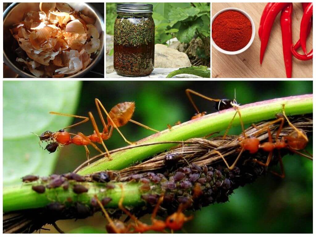 Как избавиться от муравьев навсегда на огороде, участке, даче, в доме: народные и химические средства