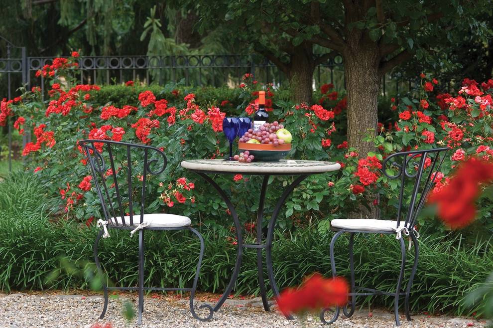 Герань (40 фото): как правильно ухаживать за садовым многолетним и однолетним цветком? особенности посадки в открытый грунт. как выглядит герань?