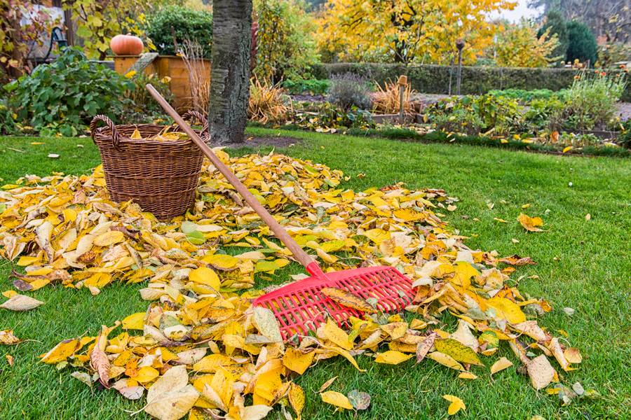 Осенний марафон: что сделать в сентябре в саду и огороде – советы «зеленой грядки» — agroxxi