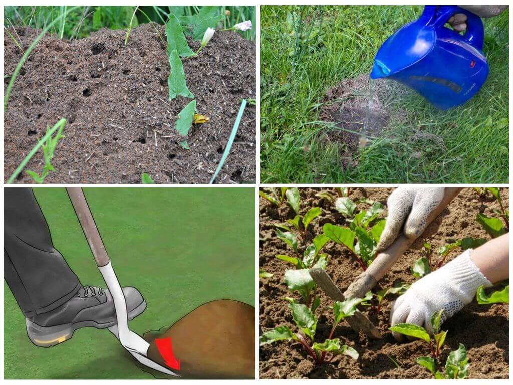 Как избавиться от муравьев в огороде навсегда: препараты и народные способы
