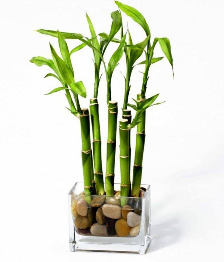 Как ухаживать за комнатным бамбуком, выращиваемым на воде и в грунте