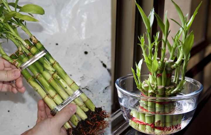Как вырастить бамбук в домашних условиях