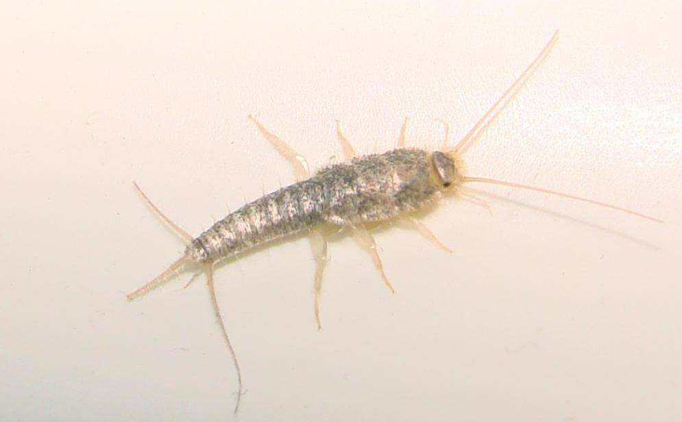 Завелись насекомые в ванной комнате: виды, причины, способы борьбы, профилактика