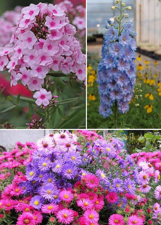 Многолетние цветы для дачи, цветущие все лето (40 фото): низкие и высокие красивые садовые цветы, цветущие с весны до осени