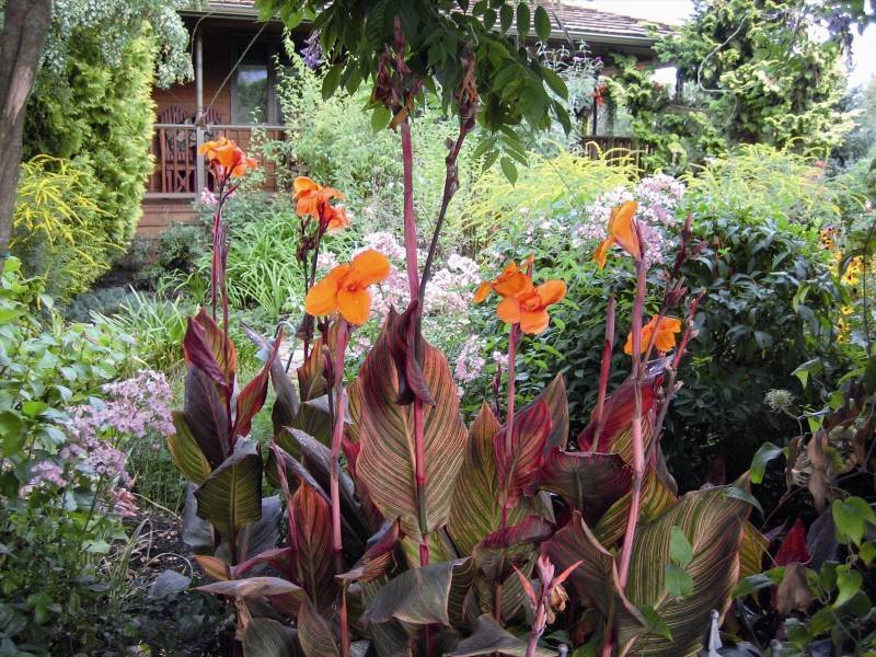 Канна – крупное декоративное растение: описание, посадка и уход в открытом грунте и в домашних условиях (70+ фото & видео) +отзывы