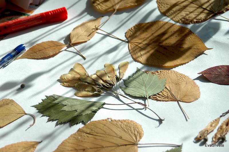 Как сделать гербарий из листьев деревьев и цветов, быстро высушить растения для аппликации