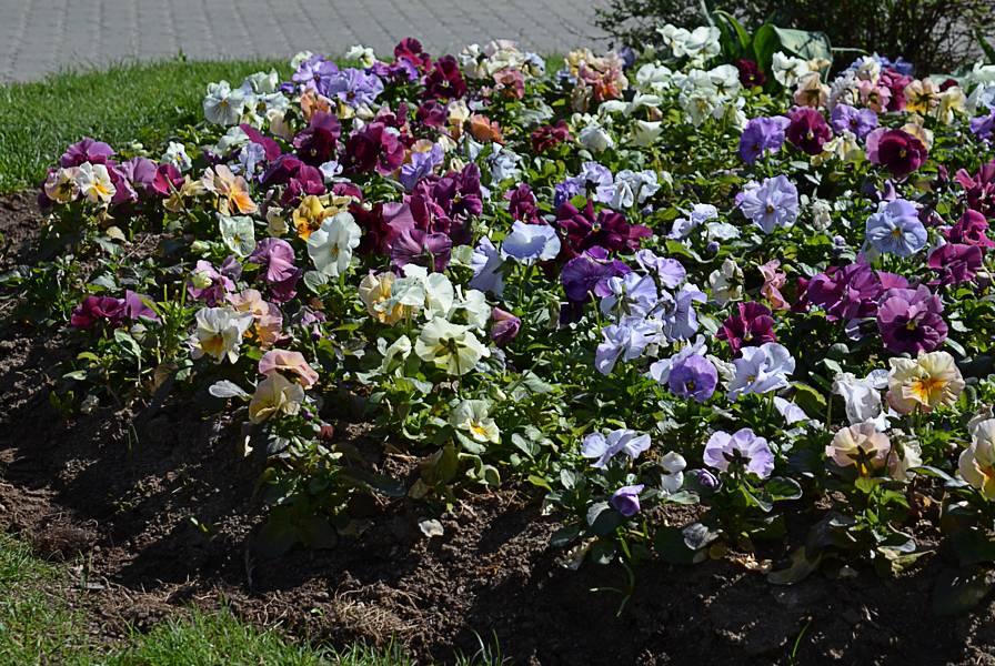Эустома белая (28 фото): сорта лизиантуса, махровый цветок «алиса» и «розита» с фиолетовым краем