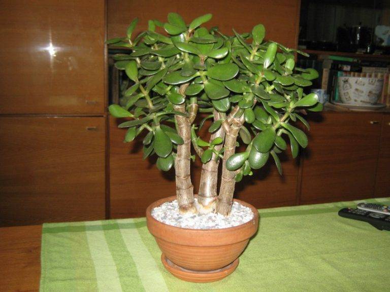 Денежное дерево: уход в домашних условиях, цветение и размножение, фото