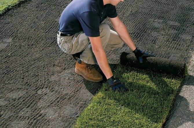 Искусственная трава (105 фото): укладка газона, напольное покрытие и газонная ландшафтная трава для дачи, клей и другие принадлежности для укладки