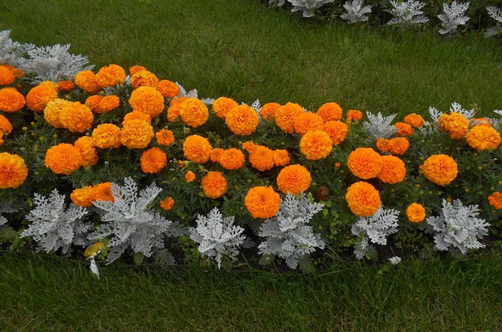Как использовать бархатцы в ландшафтном дизайне: выращивание цветов и оформление клумб