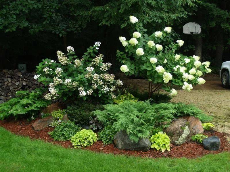 Жасмин садовый: долгоцветущие сорта, что можно посадить рядом, посадка весной или осенью, размножение, кустарник жасмин (120 фото)