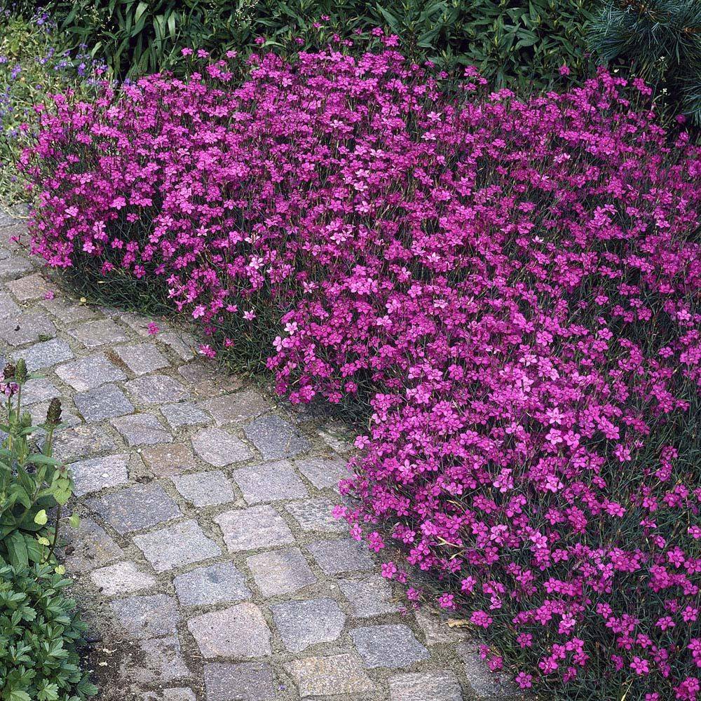 Гвоздика травянка (Dianthus deltoides)