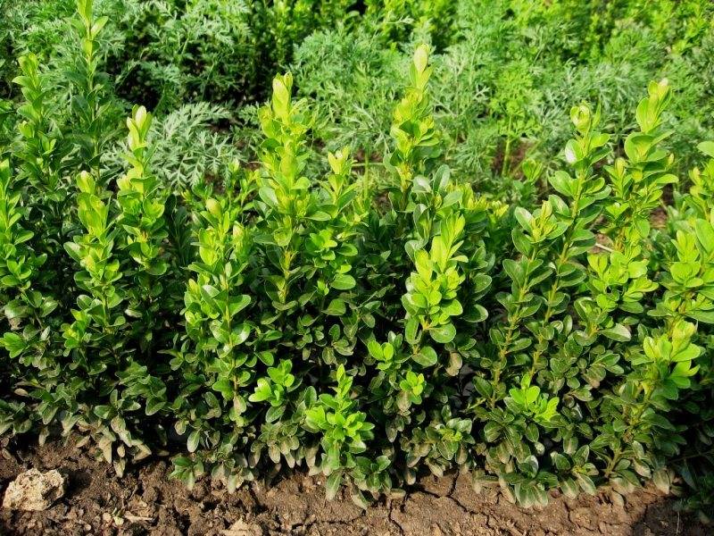 Самшит вечнозеленый (42 фото): посадка и уход, описание кустарника буксус вечнозеленый, укрытие растения на зиму