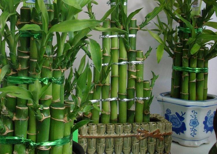 Как вырастить бамбук в открытом грунте и дома? полезные советы - sadovnikam.ru