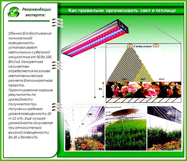 Топ-7 лучших фитоламп – рейтинг 2021 года
