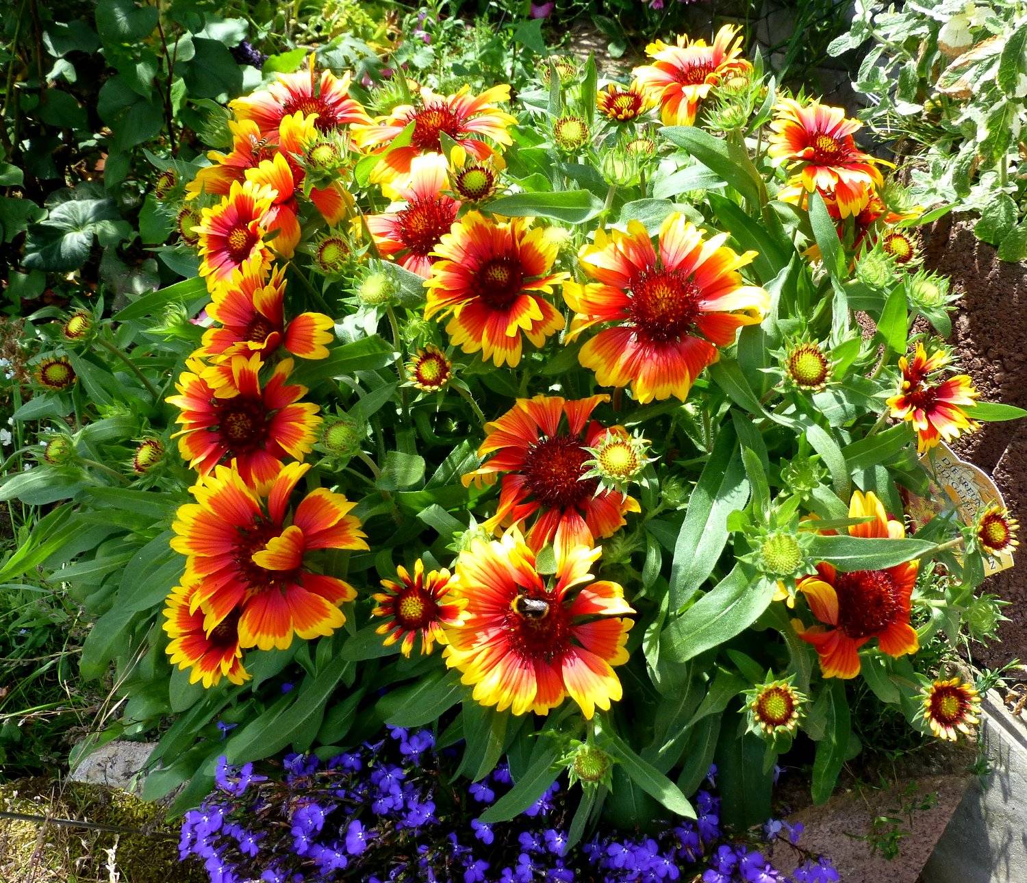 Неприхотливые и долгоцветущие цветы-многолетники для сада и дачи с фото