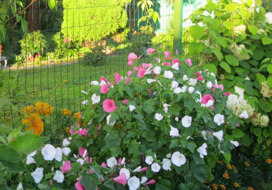 Лаватера — как садить и выращивать на дачном участке, уход в домашних условиях, описание, как выглядят цветы лаватеры фото