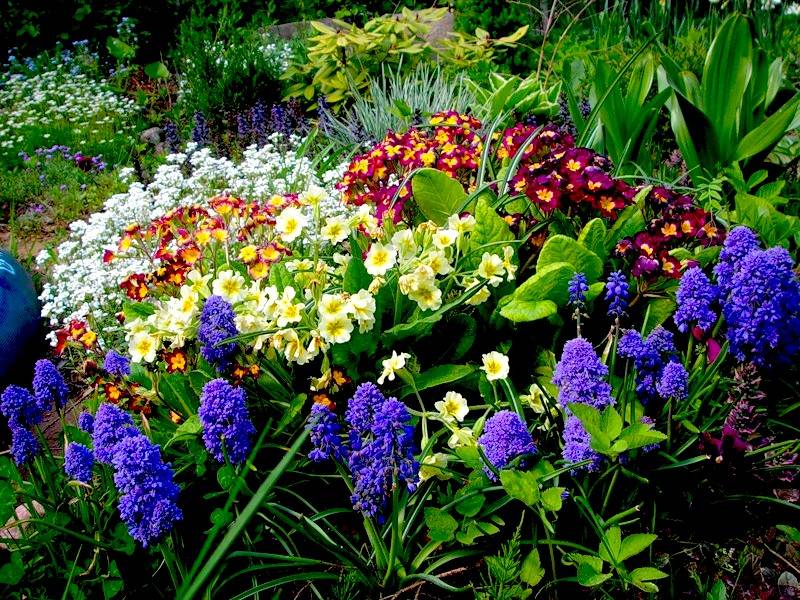 Многолетние цветы для дачи, цветущие все лето (40 фото): низкие и высокие красивые садовые цветы, цветущие с весны до осени