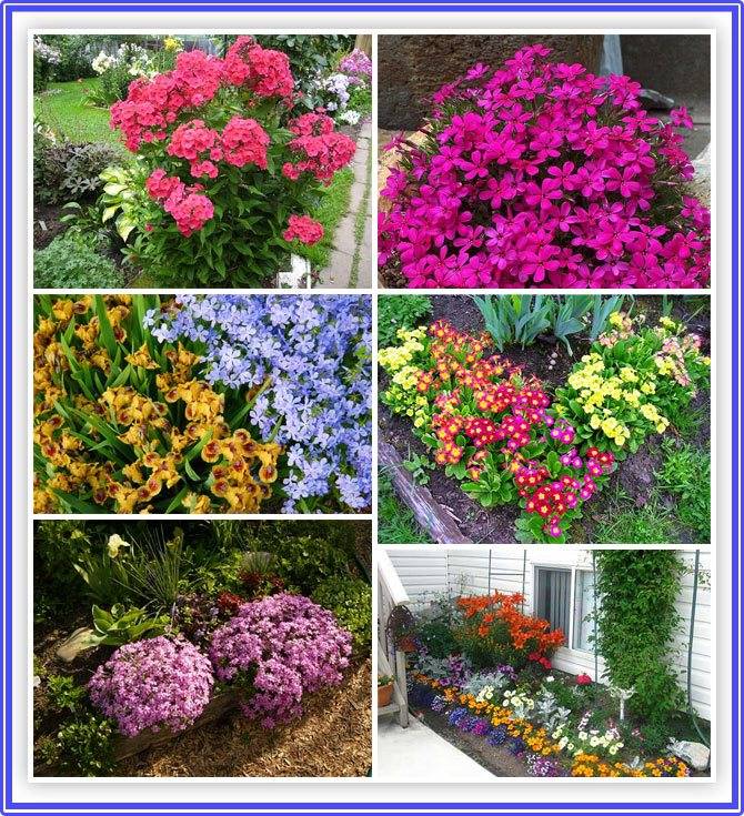 Садовые цветы, которые цветут все лето - фото с названиями (каталог)