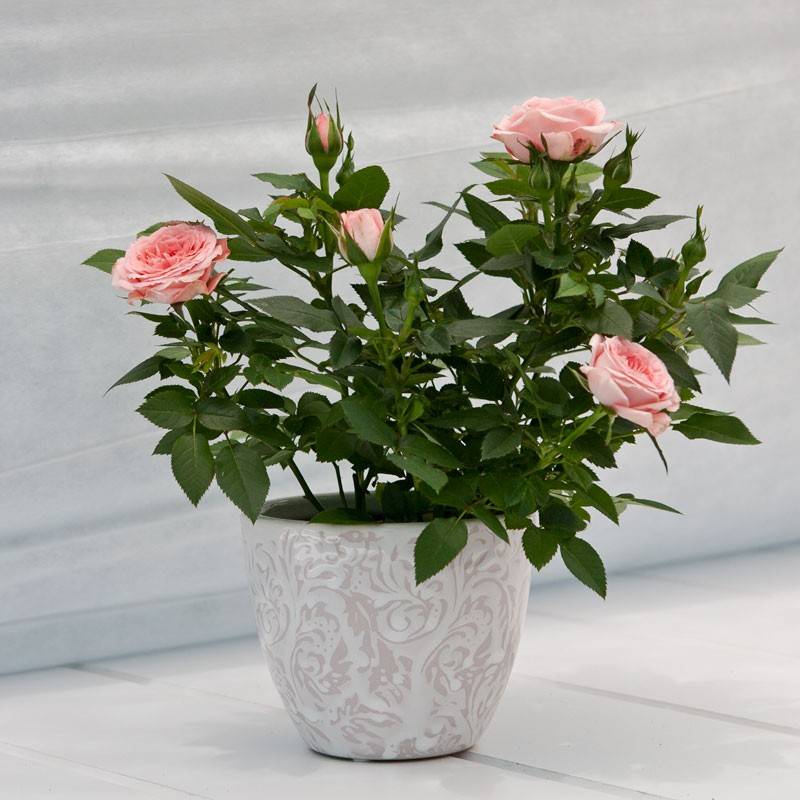 Комнатная роза – уход в домашних условиях, выбор освещения, как обрезать, пересаживать и размножать цветок