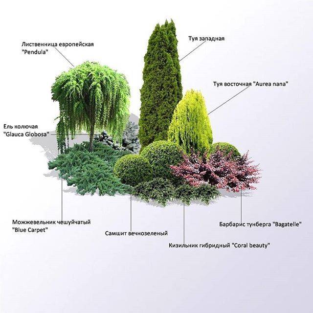 Растения и цветы для ландшафтного дизайна с названиями
 - 30 фото