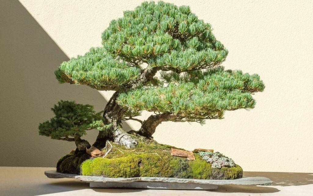 Использование японских деревьев в ландшафтном дизайне — бонсай
