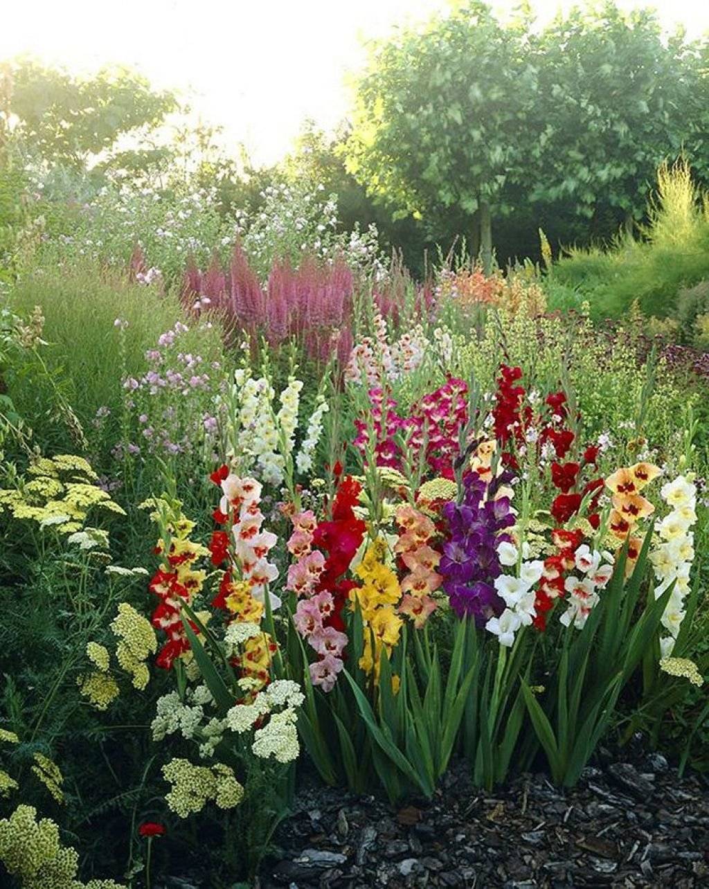 Какие цветы посадить рядом с гладиолусами: 5 лучших идей с фото