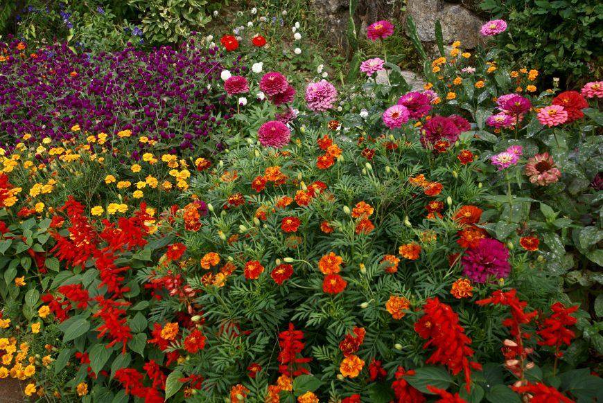 Красивый ландшафтный дизайн с циниями в саду — фото оформления клумбами