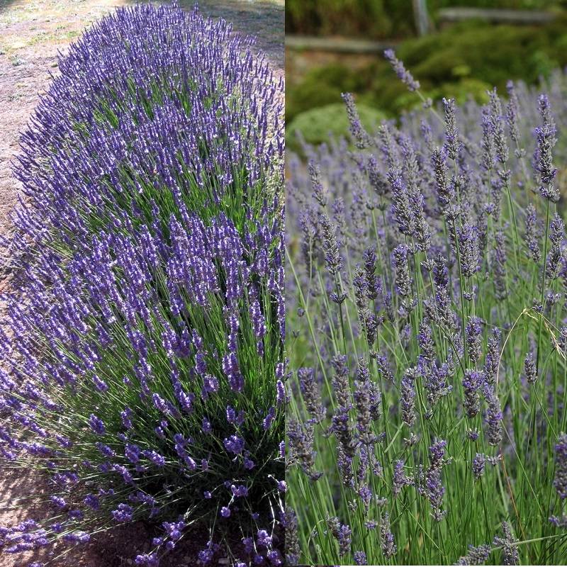 Лаванда какая почва. Лаванда зубчатая Lavandula dentata. Лаванда Синеглазка. Лаванда узколистная посадка.