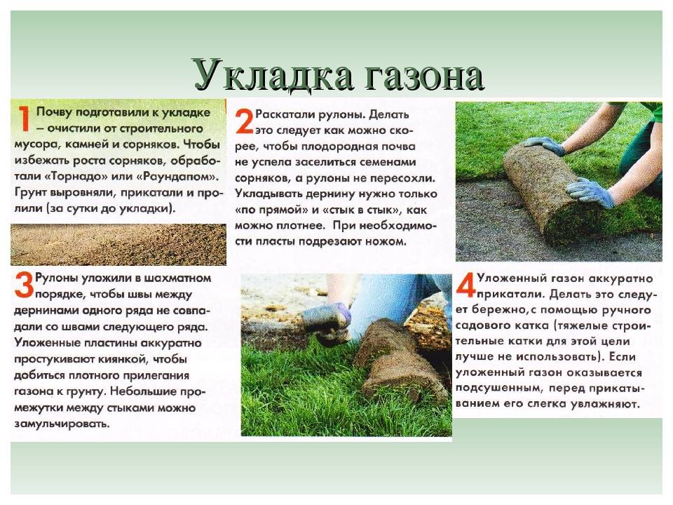 ✅ газон своими руками полноценно: выбор трав и вида, работа с почвой, формирование - vdartebe.ru