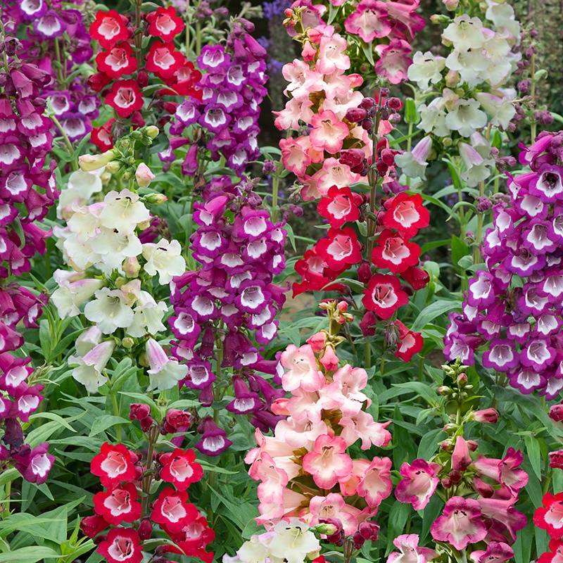 Многолетние цветы для дачи (88 фото): названия некапризных садовых многолетников. цветы для посадки на урале и в других регионах. какие можно посадить в августе?