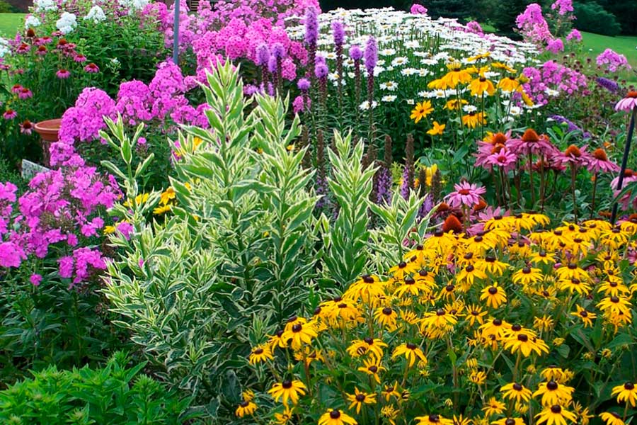 О выборе долгоцветущих многолетних цветов для сада — неприхотливые виды