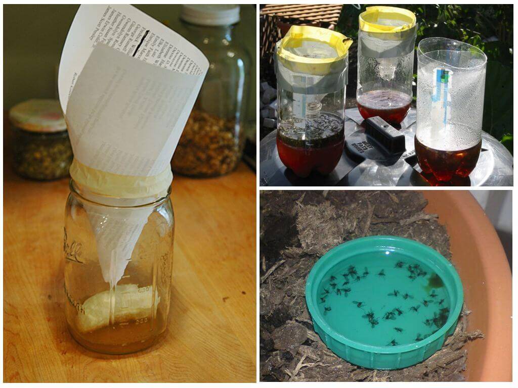 Как избавиться от фруктовых мушек и защитить продукты | раптор - защита от комаров