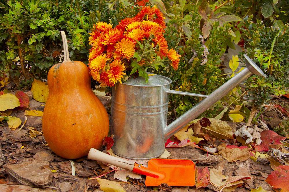 Работы в саду в ноябре: фото и видео, календарь садовода, дела на даче в ноябре