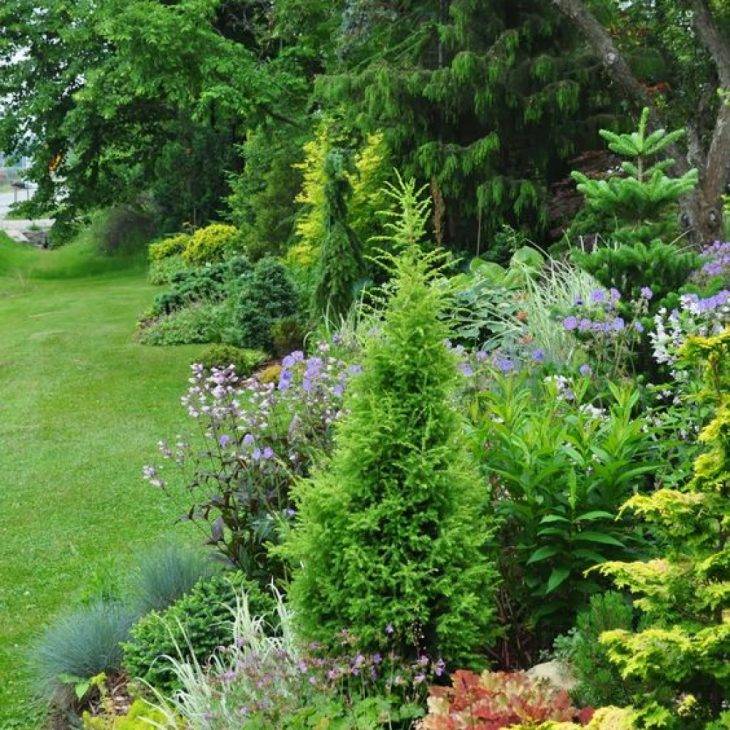 Садовые растения: декоративные вечнозеленые и лиственные кустарники, садово-парковые растения для дачи и их совместимость