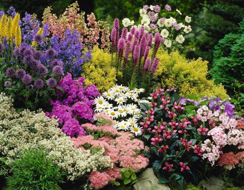 Самые неприхотливые цветы для дачи: фото и названия — sad-fialok.ru — про сад и цветы