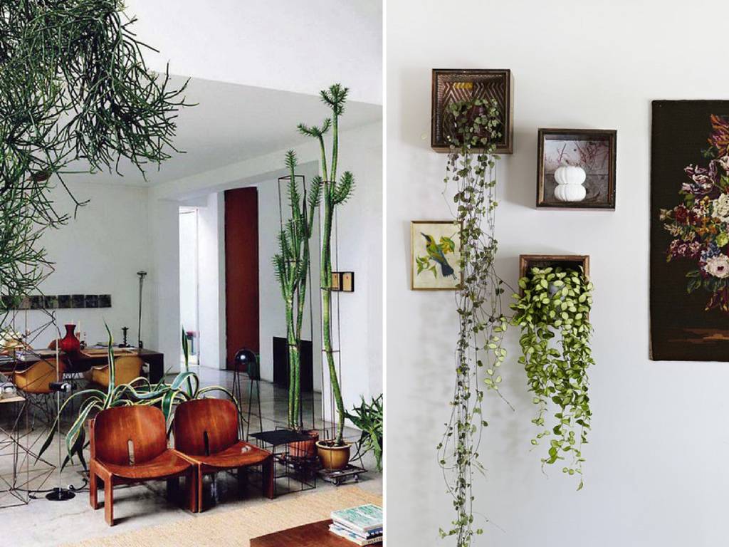 Самые популярные комнатные цветы (44 фото): описание распространенных домашних растений в горшках