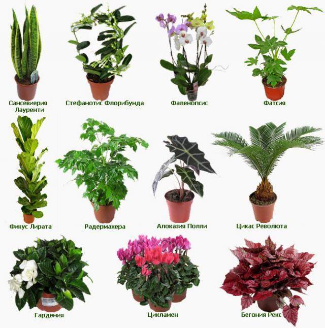 Нецветущие комнатные растения (30 фото): декоративно-лиственные домашние цветы с маленькими листьями и другие виды. уход за ними
