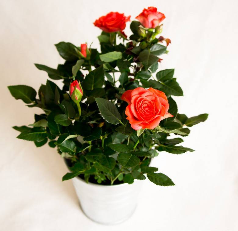 Комнатная роза: уход в домашних условиях, фото, пересадка, полив