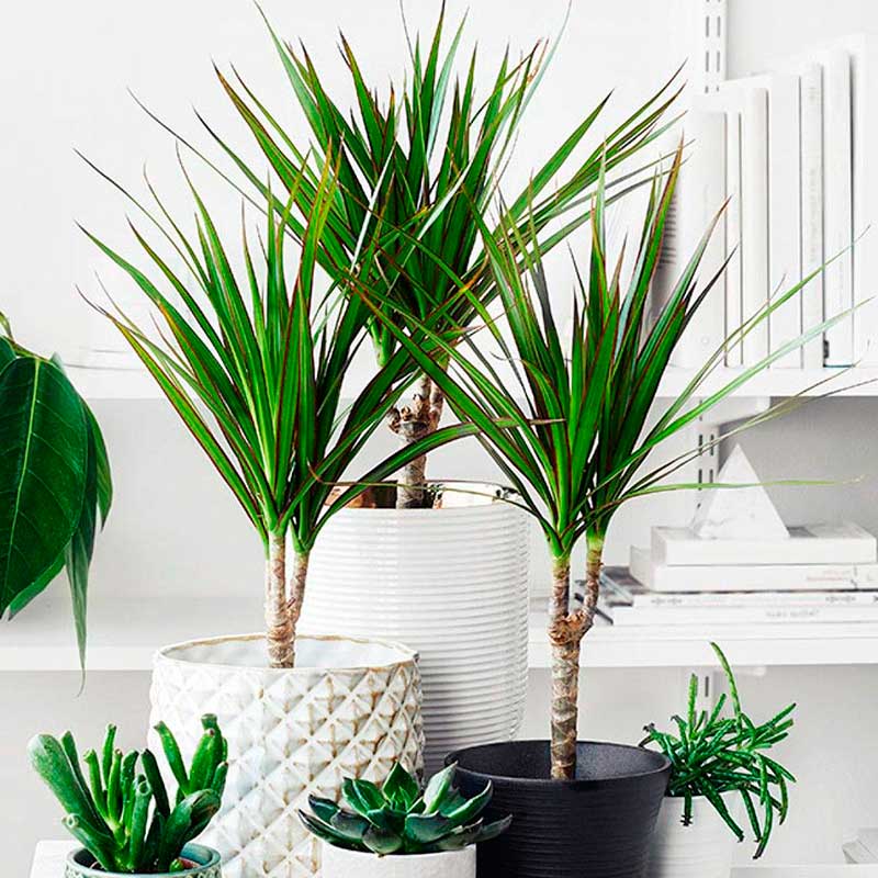 18 самых красивых комнатных растений, о которых нужно знать