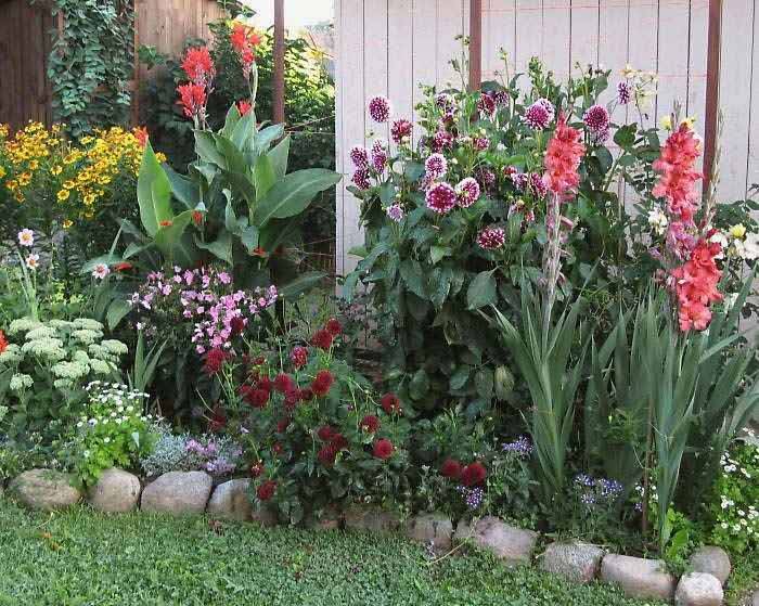 Как посадить и вырастить красивые гладиолусы в саду