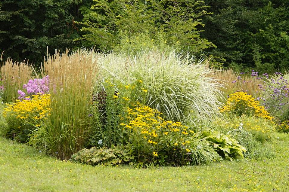 Декоративные злаки и травы для сада в ландшафтном дизайне