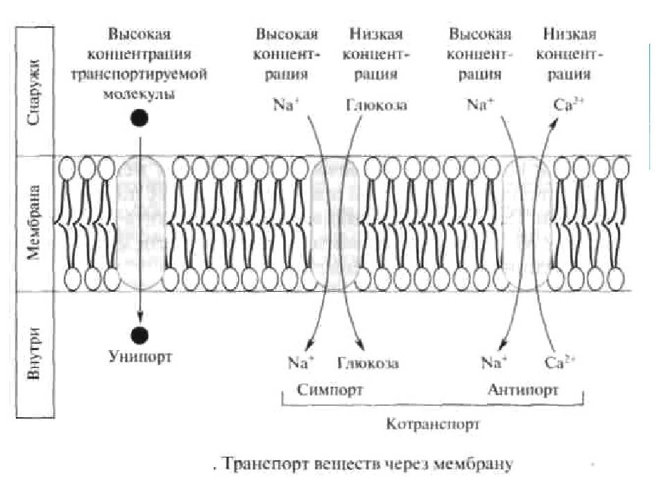 Виды транспорта через клеточную мембрану схема