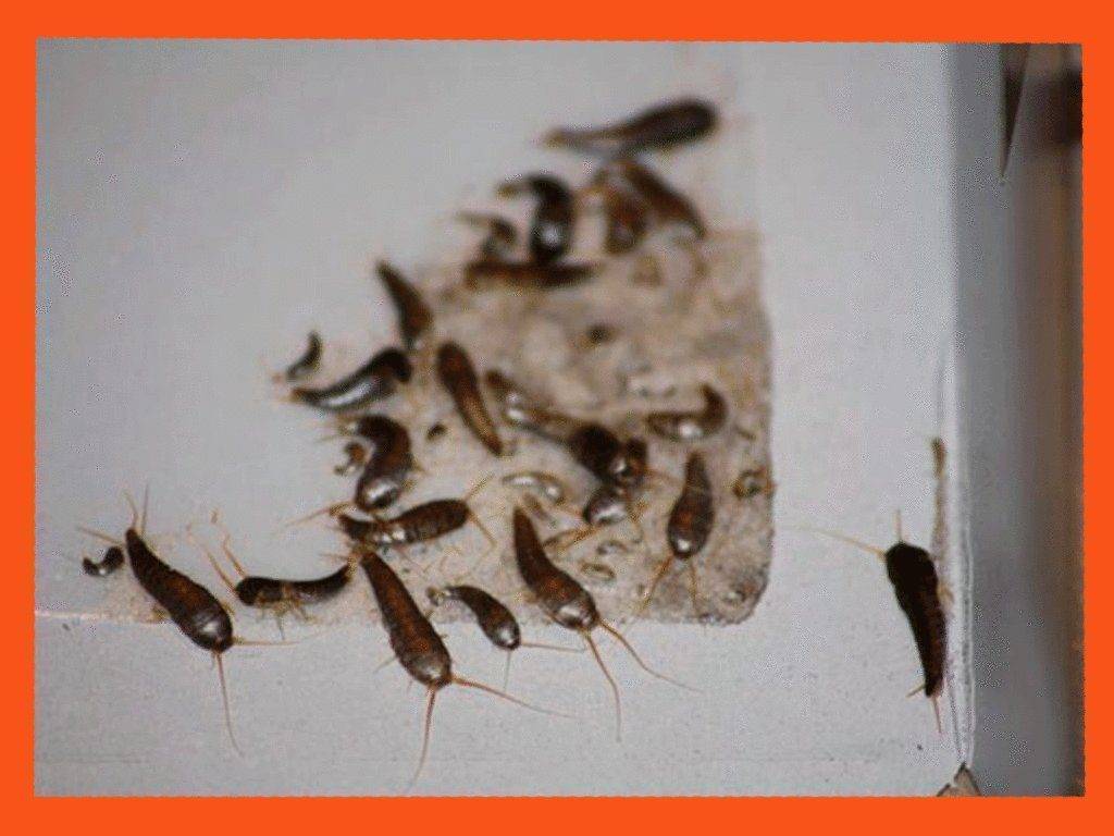 Какие насекомые могут завестись в ванной: способы борьбы