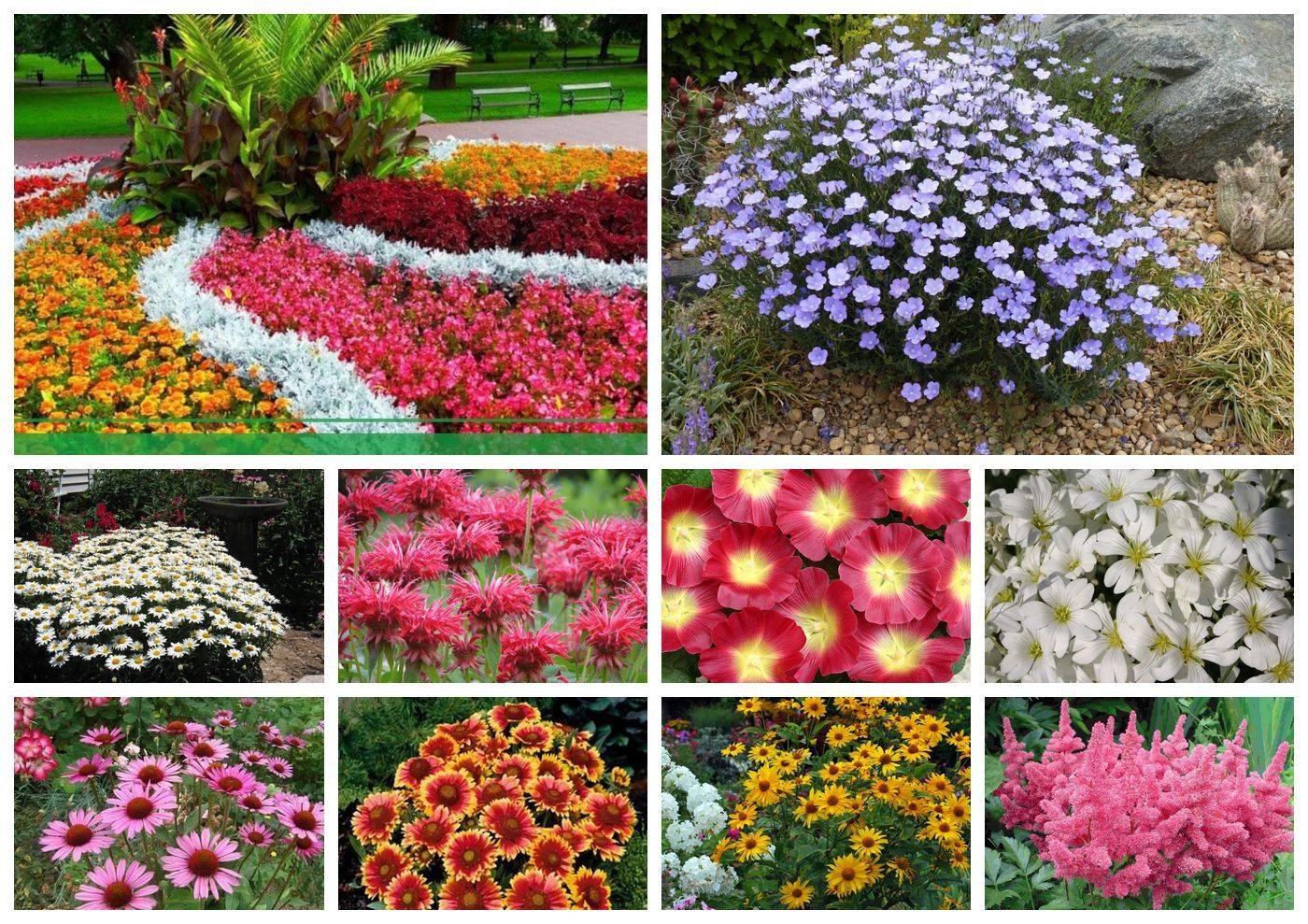 Неприхотливые многолетники цветущие все лето фото с названиями