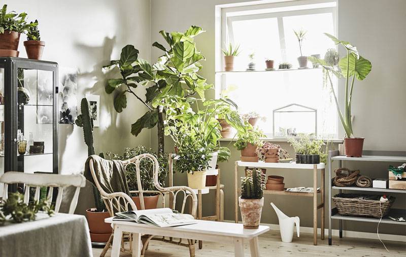 Комнатные растения: как оформить интерьер цветами и растениями (38 фото) | дизайн и интерьер