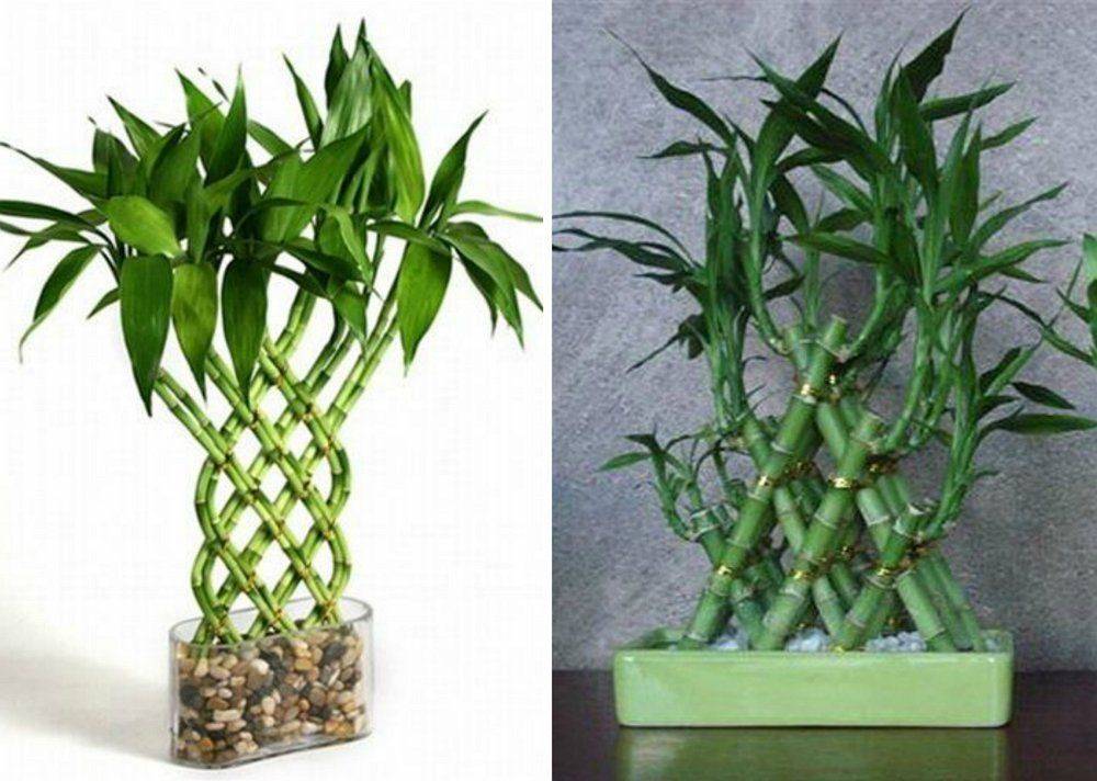 Экзотика в горшке: выращивание бамбука в домашних условиях. как посадить бамбук и ухаживать за ним (фото)